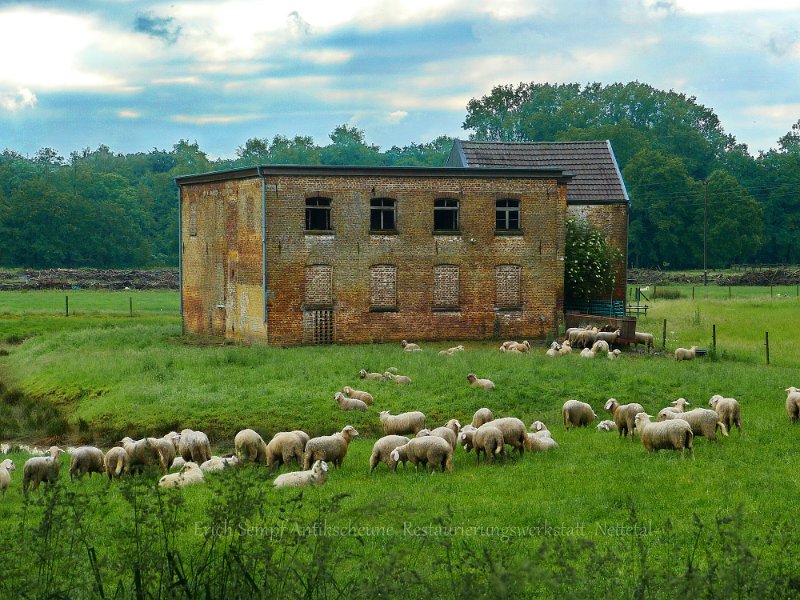 Schafherde Haus Baerlo Nettetal